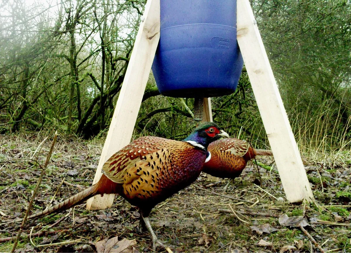 Pheasant Feeders