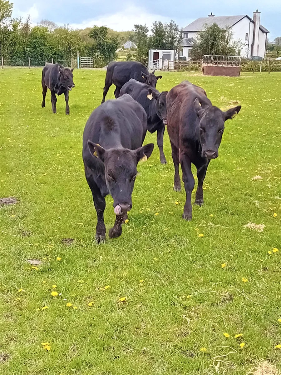 We buy all types of culls - Image 1