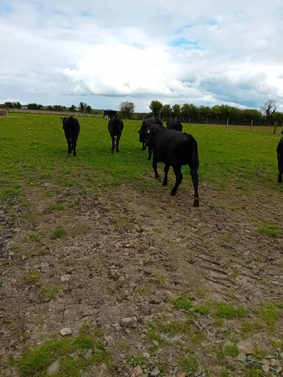 We buy all types of culls - Image 2