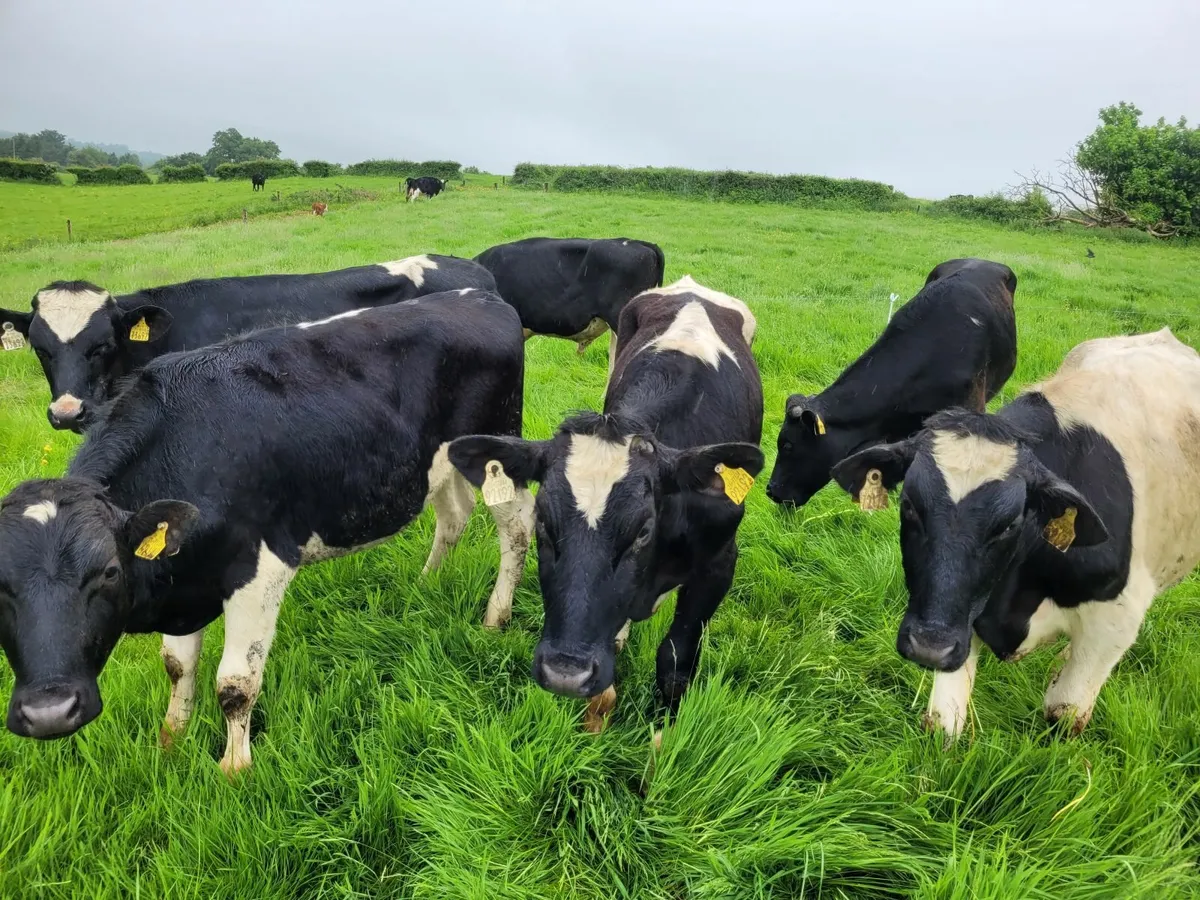 Beef cattle for sale in Co. Tipperary for €670 on DoneDeal
