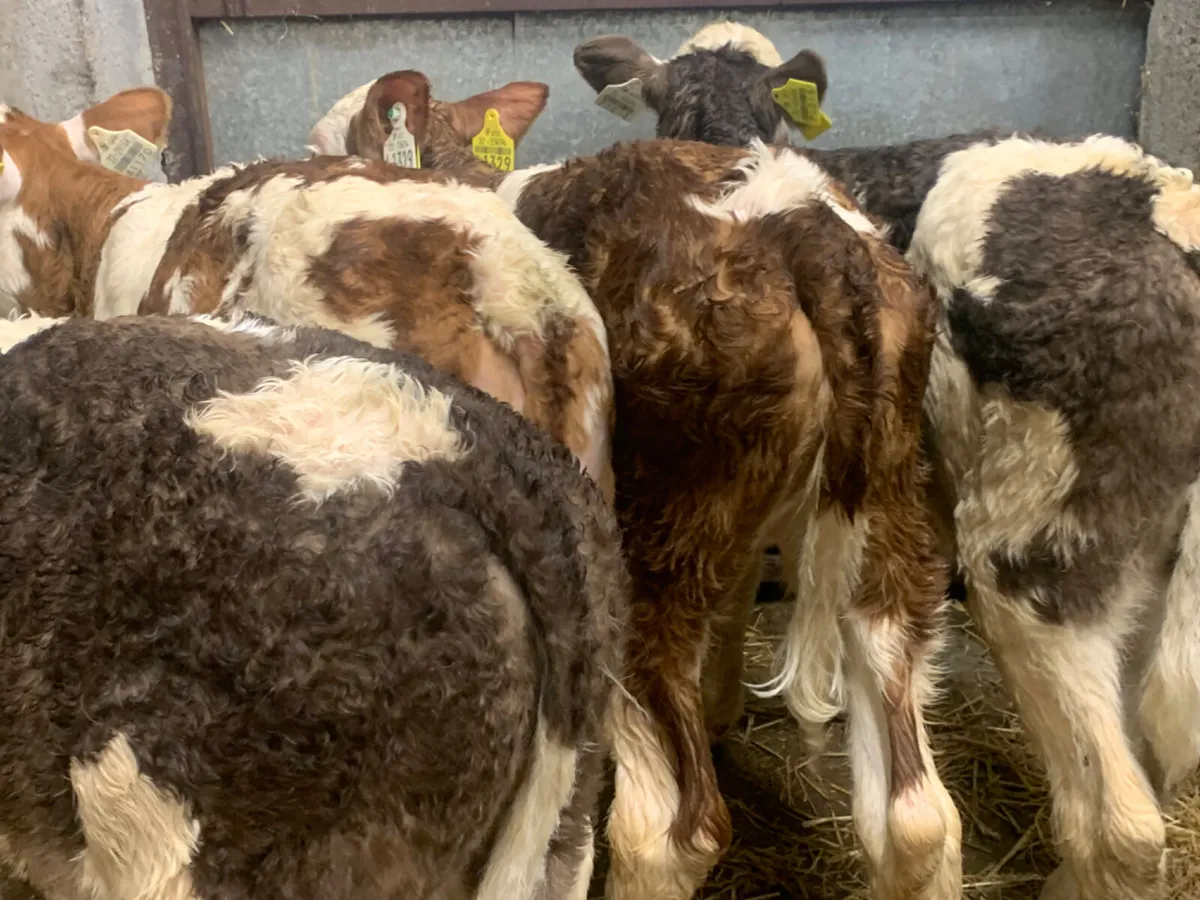 ⭐️ 4 Super Simmental Heifer Calves ⭐️ - Image 3