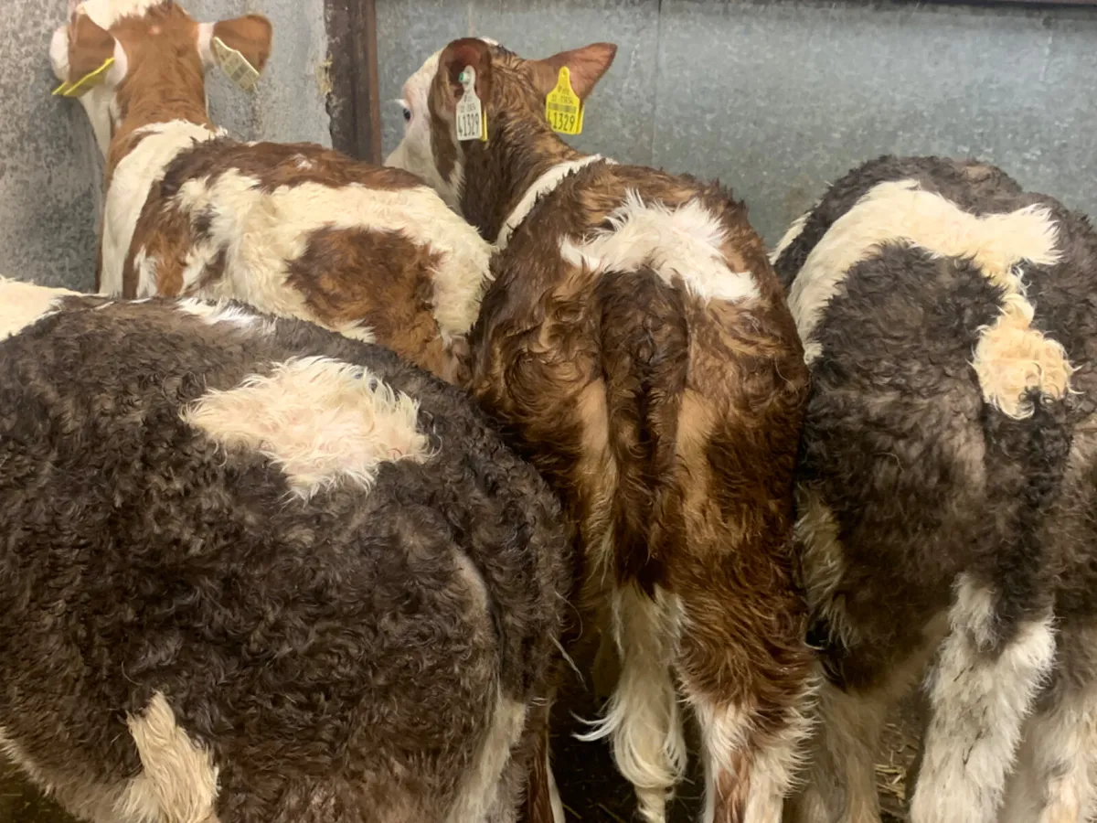 ⭐️ 4 Super Simmental Heifer Calves ⭐️ - Image 4
