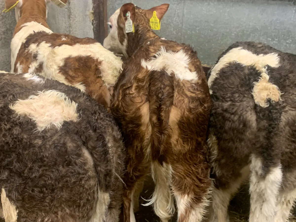 ⭐️ 4 Super Simmental Heifer Calves ⭐️ - Image 2