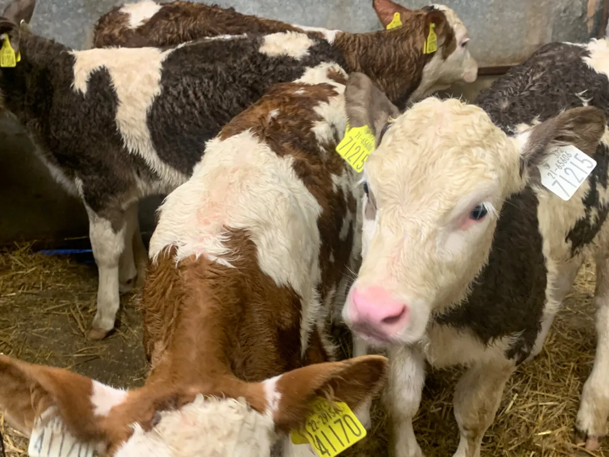 ⭐️ 4 Super Simmental Heifer Calves ⭐️ - Image 1