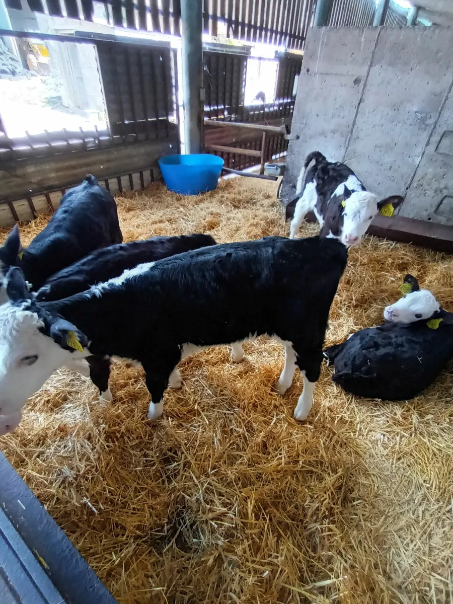 10 hereford calves. 5 weeks old for sale in Co. Meath for €1,234 on