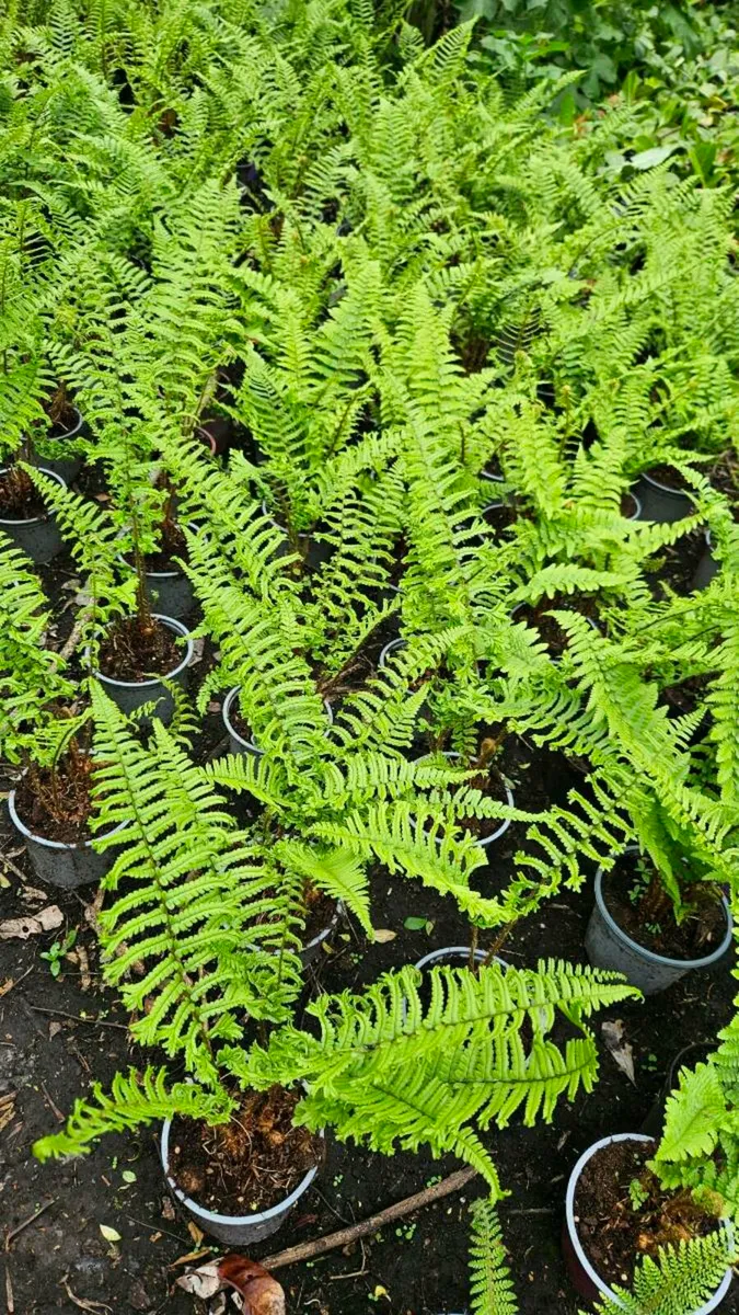 Large Ferns Three Euros each - Image 3