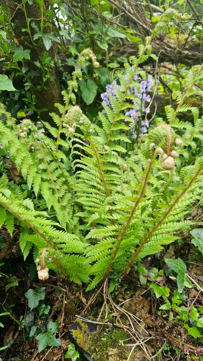 Large Ferns Three Euros each - Image 2