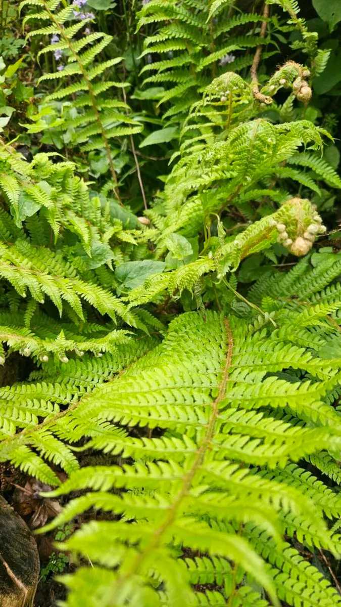 Large Ferns Three Euros each - Image 4