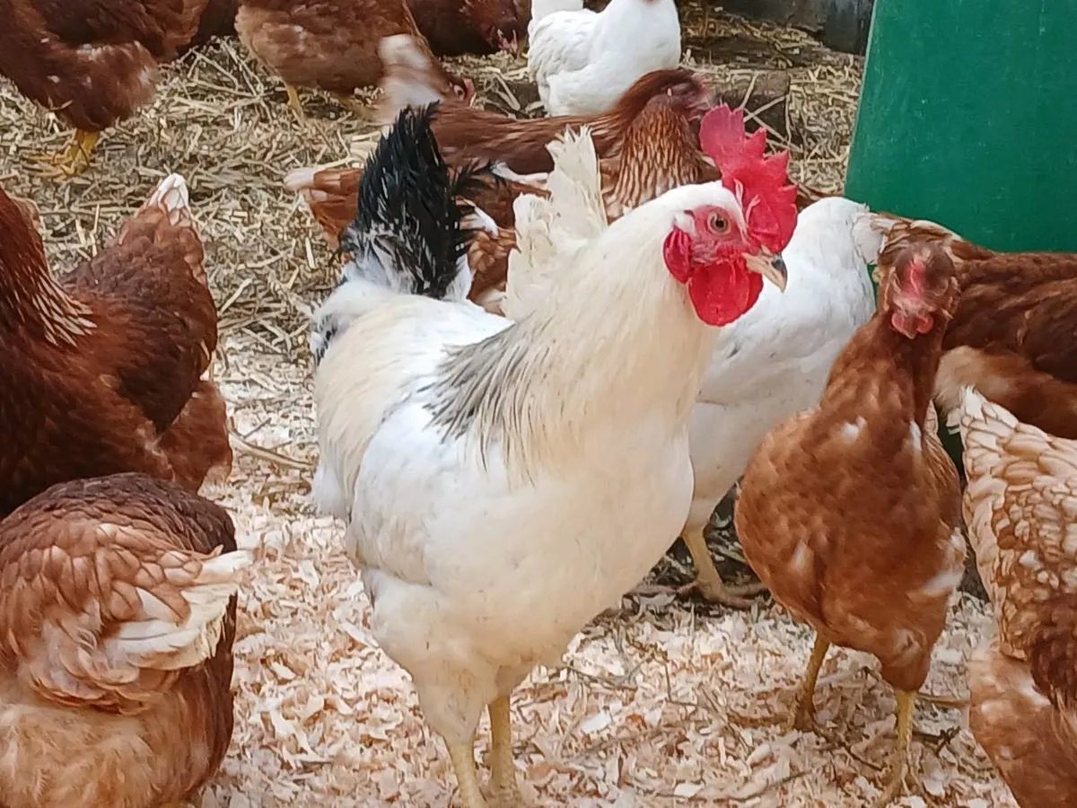 Poultry - Image 2