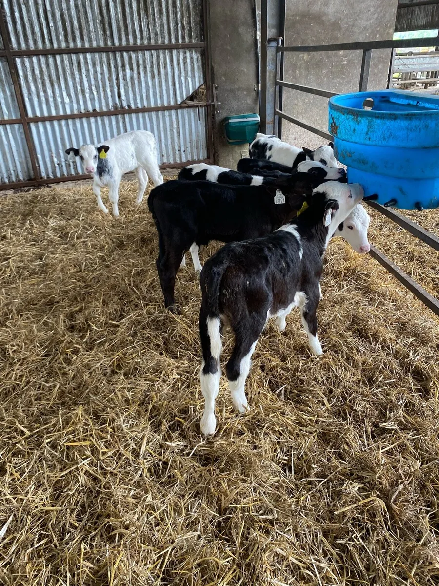Belgian Blue calves for sale for sale in Co. Laois for €1,234 on DoneDeal
