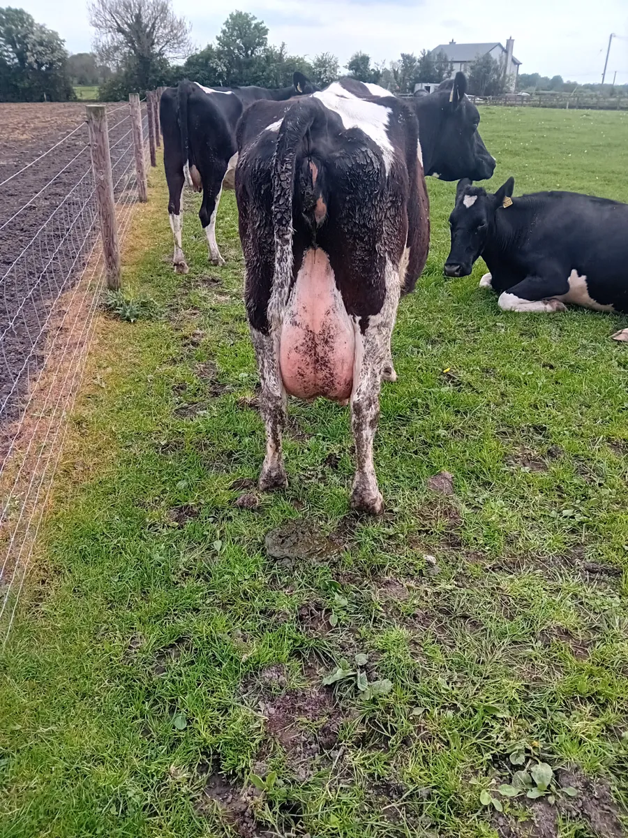 We buy all types of culls