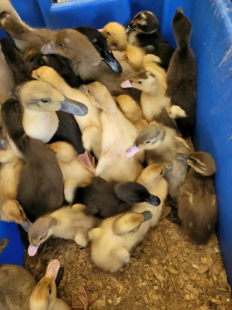 Pullets ducklings  bandon - Image 4