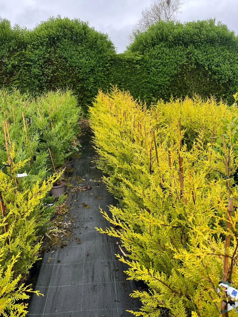Leylandii €12 - Image 4