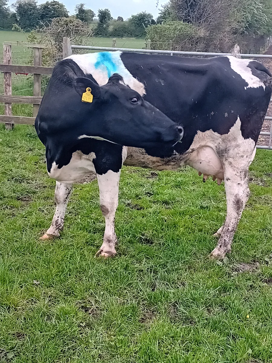 We buy all types of culls