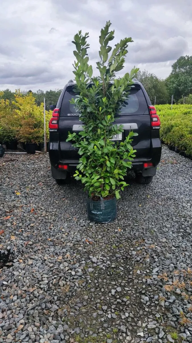 Cherry and Portuguese Laurel from 3.50 euro - Image 1