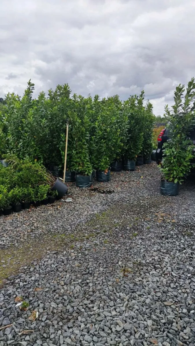 Cherry and Portuguese Laurel from 3.50 euro - Image 2