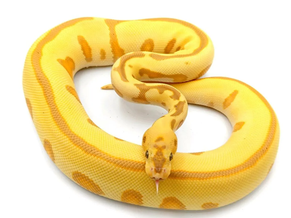 Royal Pythons / Ball Pythons - Image 1