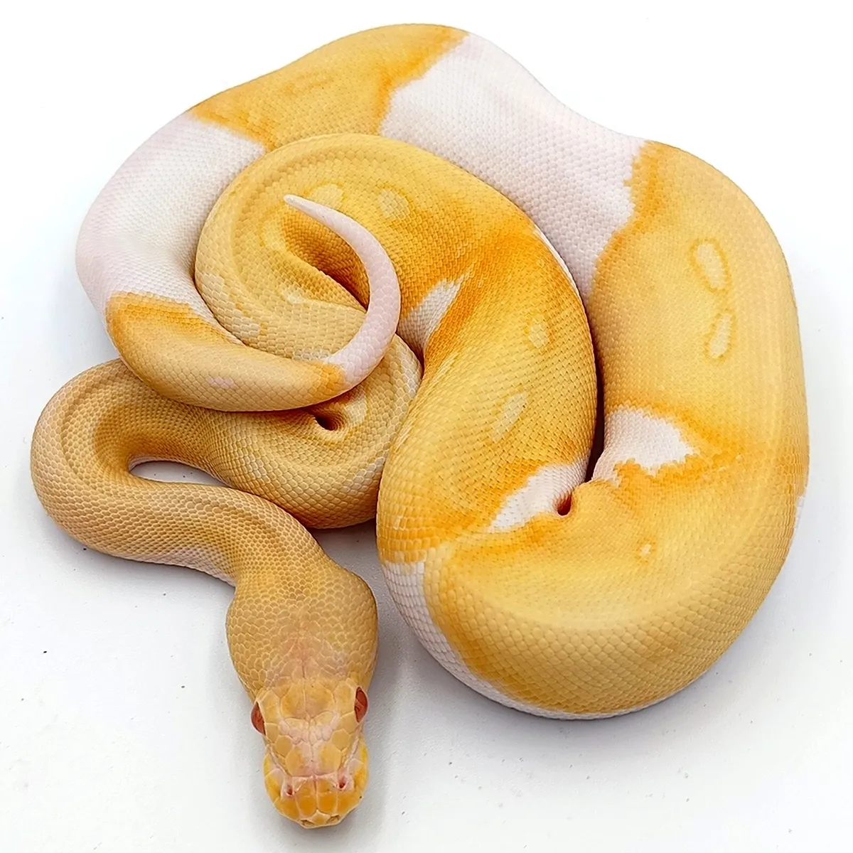 Royal Pythons / Ball Pythons - Image 2