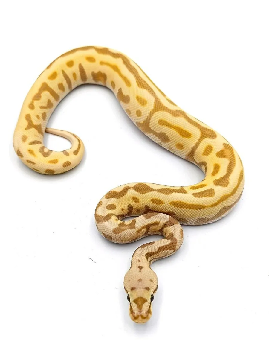 Royal Pythons / Ball Pythons - Image 3