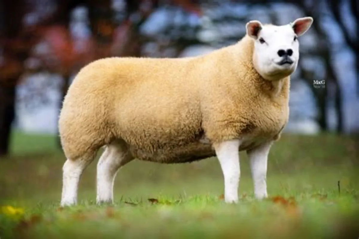 K.G MEATS ,  REQUIRE CULL EWES  FOR SLAUGHTER .