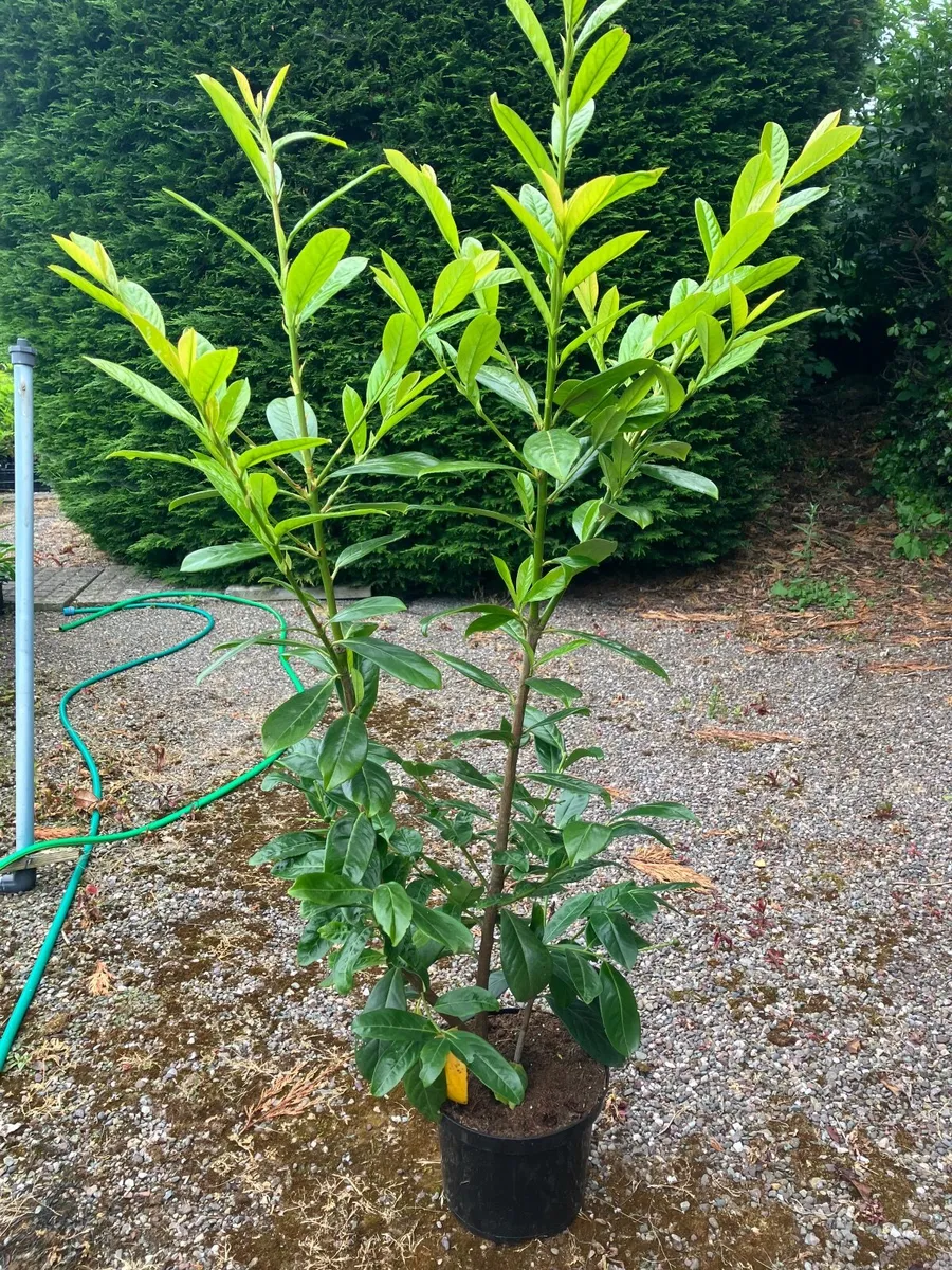 Laurel  hedging - Image 2