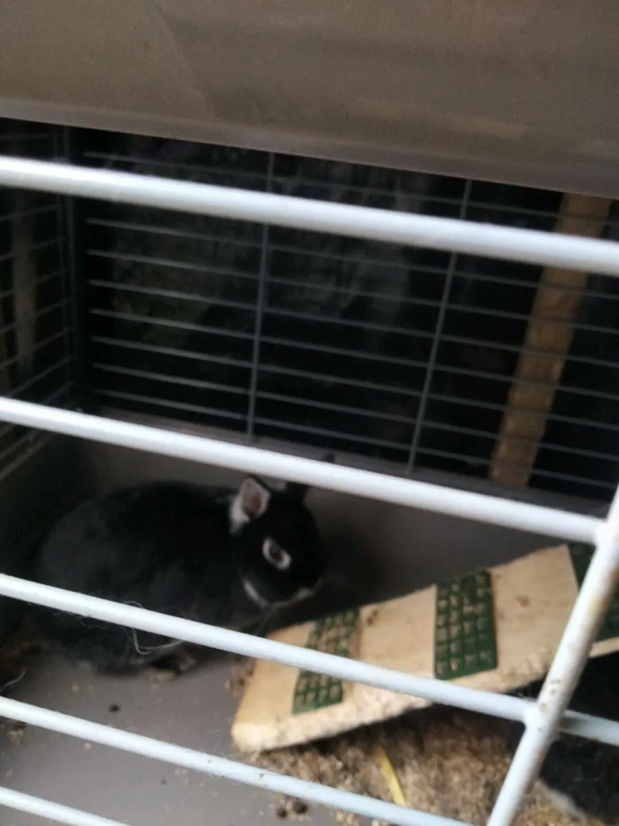 Rabbits for sale in Co. Cork for €60 on DoneDeal