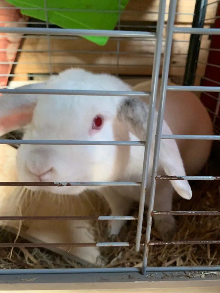 Rabbit for sale in Co. Westmeath for €0 on DoneDeal