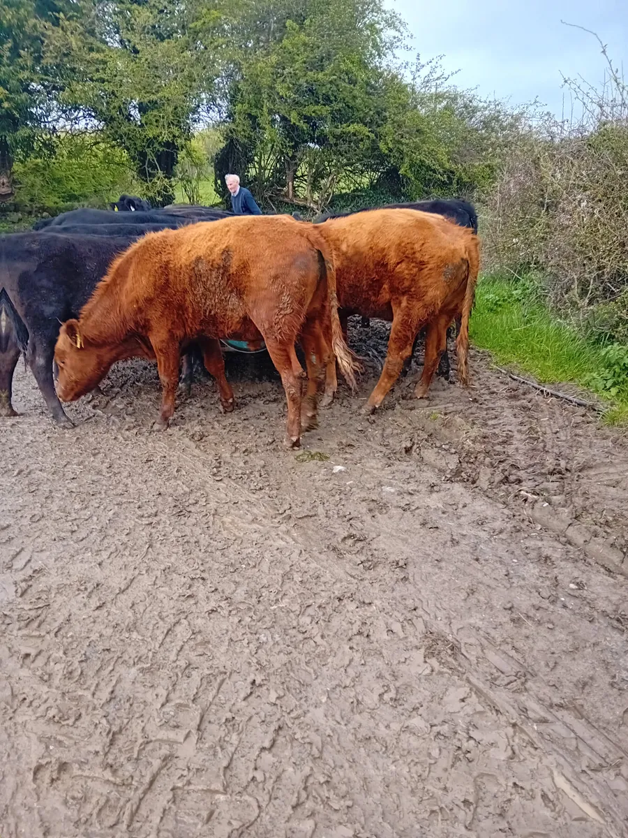 We buy all types of culls