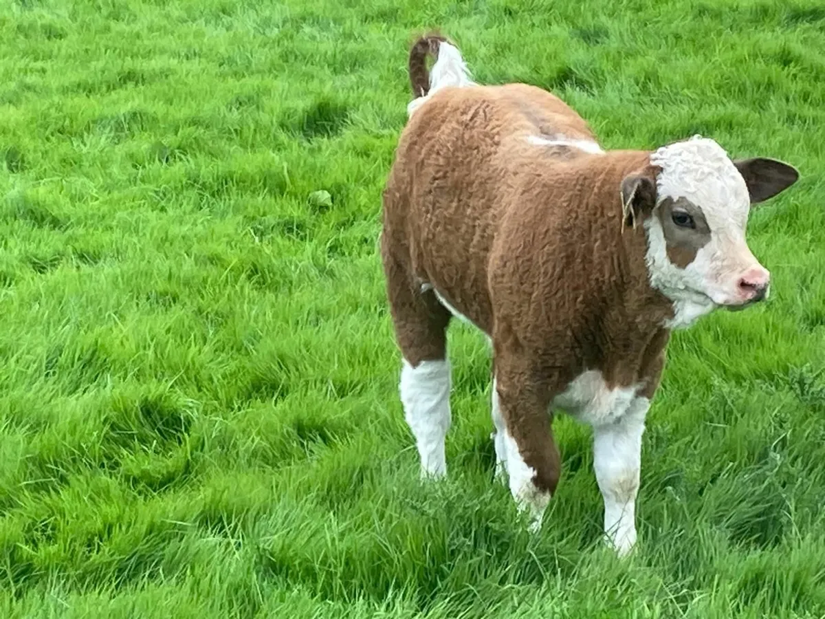 Cows and calves for sale in Co. Derry for £2,050 on DoneDeal