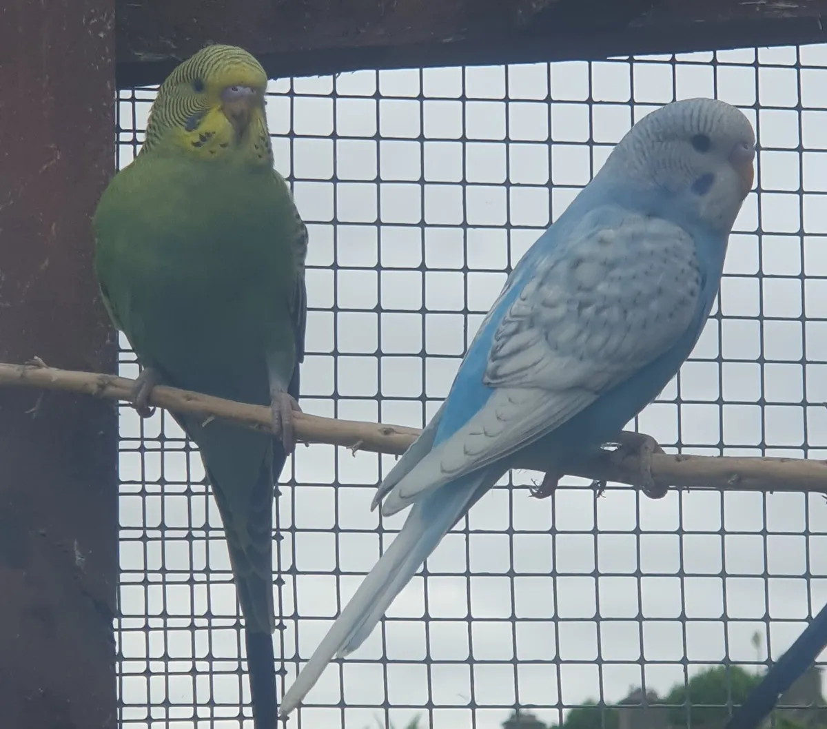 Budgies,cockatiels and Zebra finches for sale in Co. Dublin for €10 on