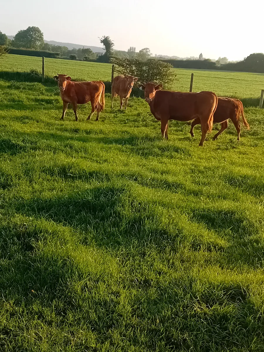 Limision heifers - Image 4