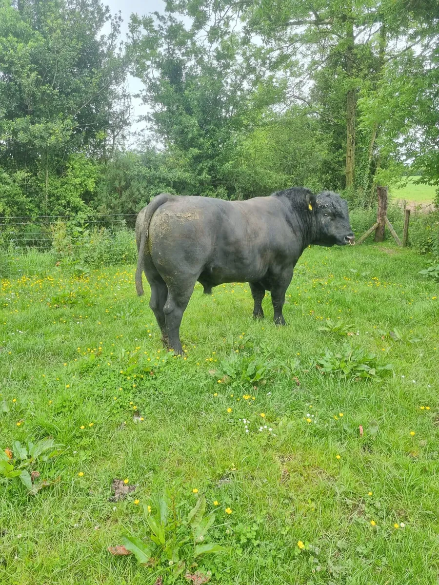 Angus bull - Image 3