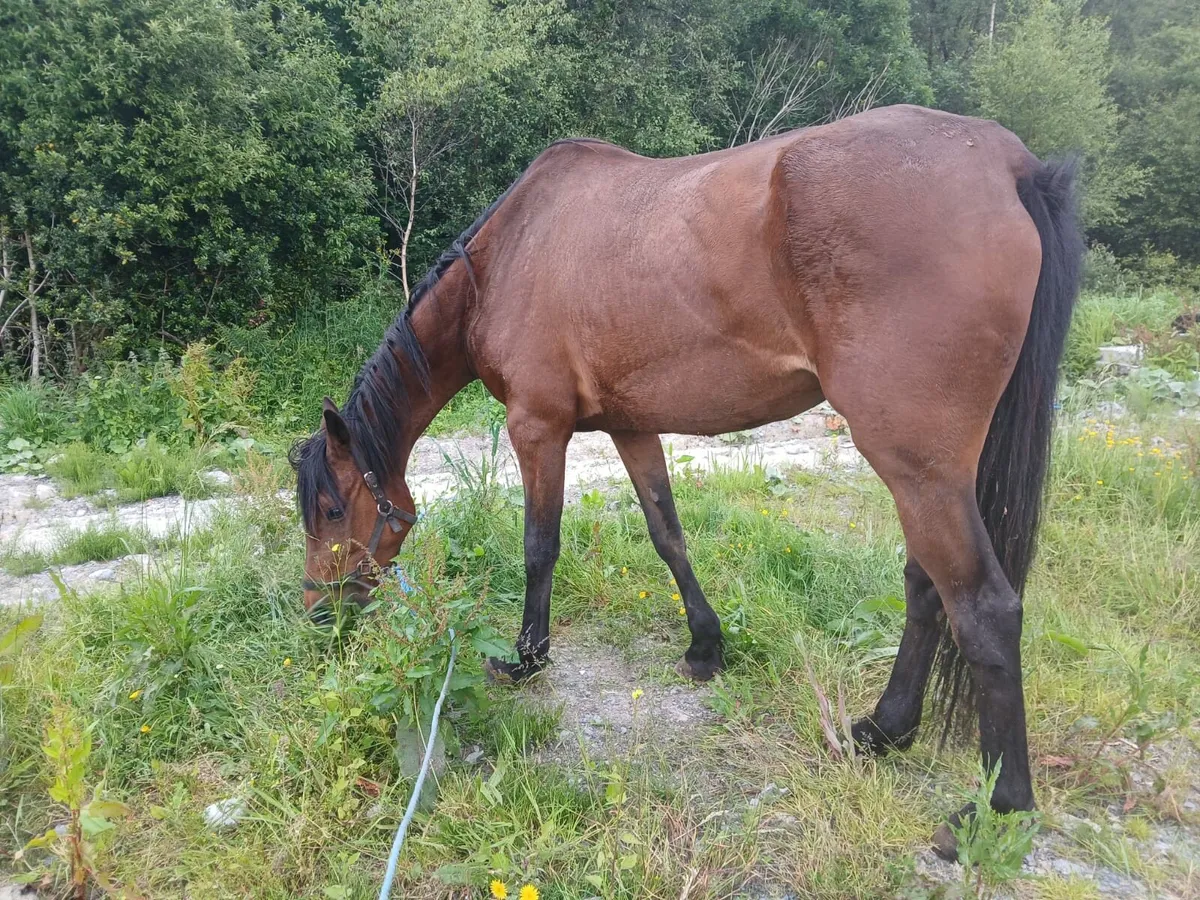 2 horses for sale for sale in Co. Westmeath for €800 on DoneDeal