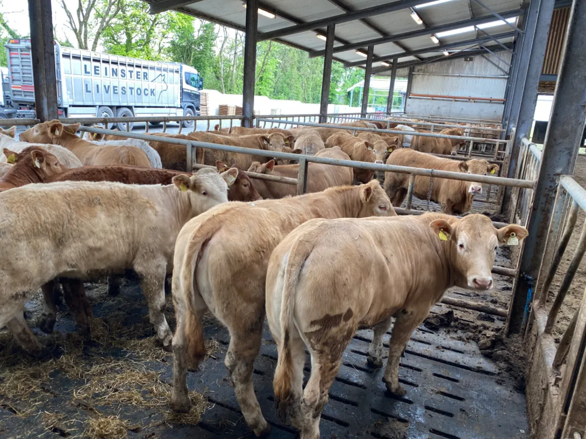 Charolais Heifers - Image 1