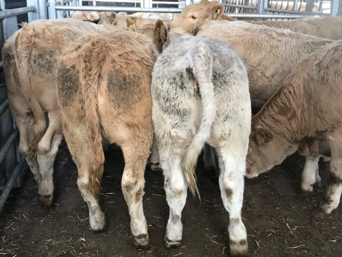 Charolais Heifers - Image 4