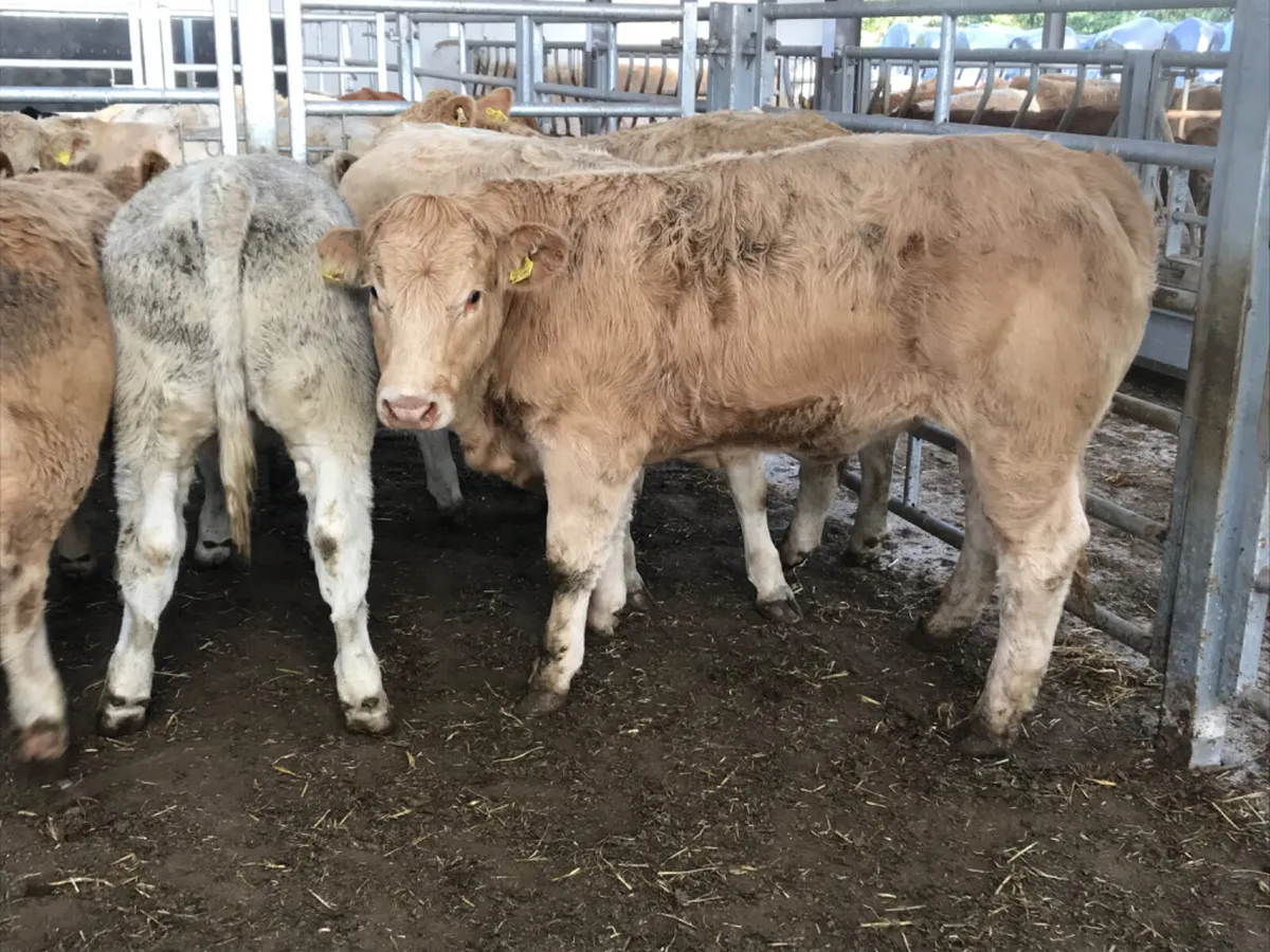 Charolais Heifers - Image 2