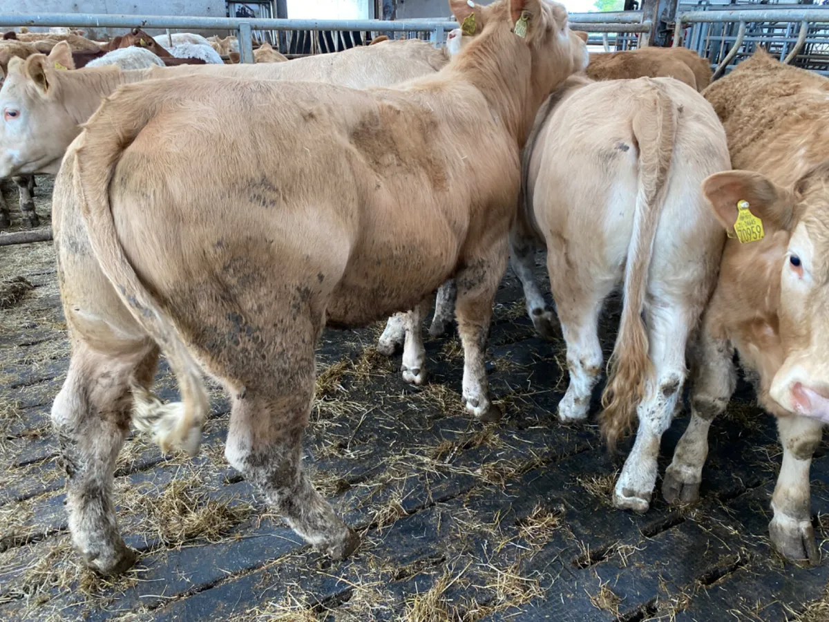 Charolais Heifers - Image 3