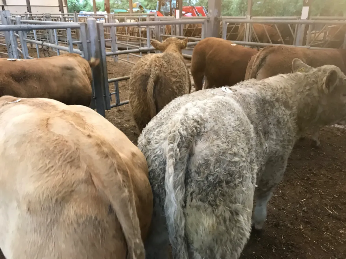 Charolais Bullocks - Image 3