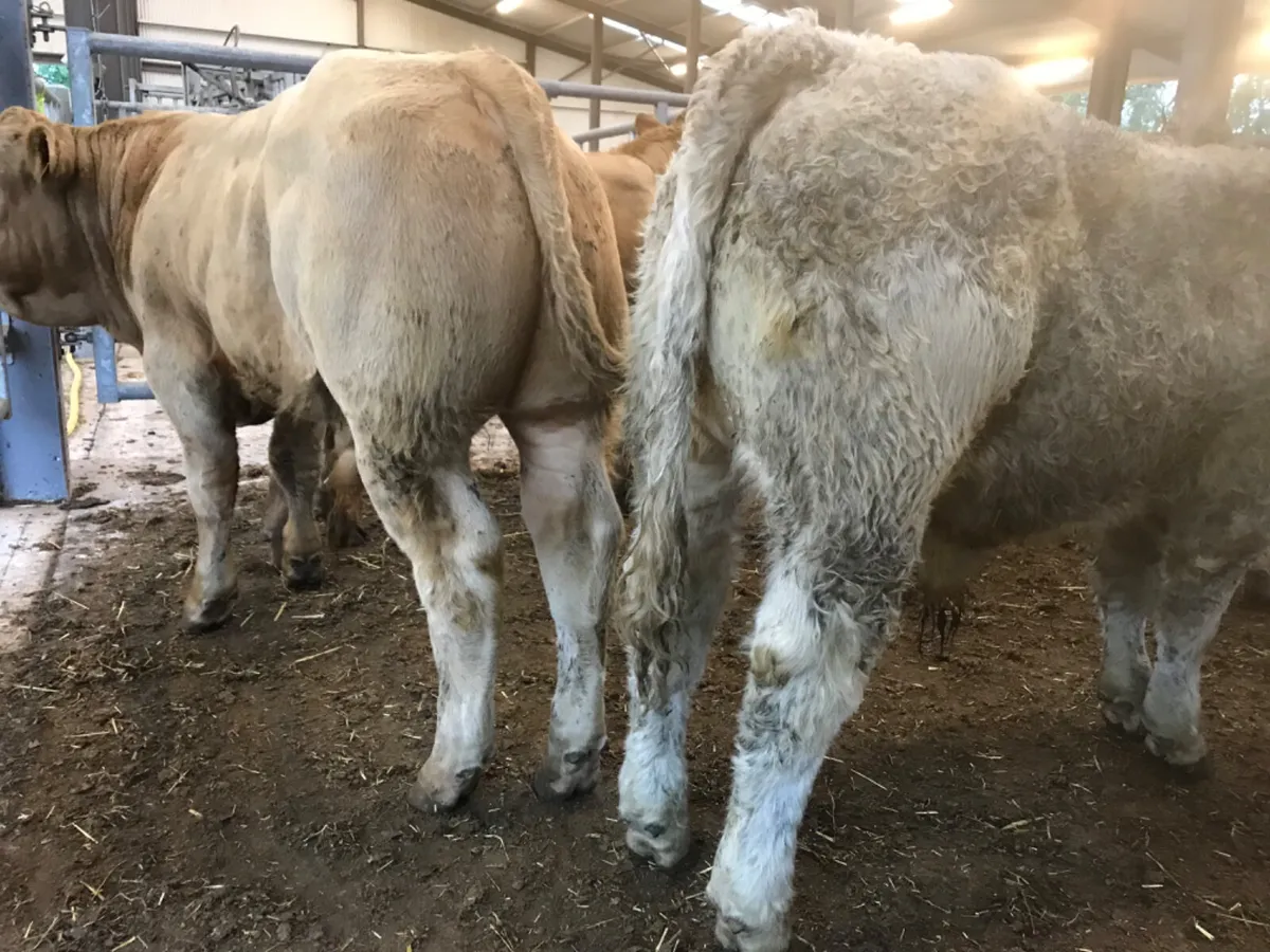 Charolais Bullocks - Image 2