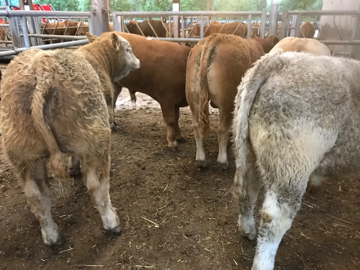 Charolais Bullocks - Image 1