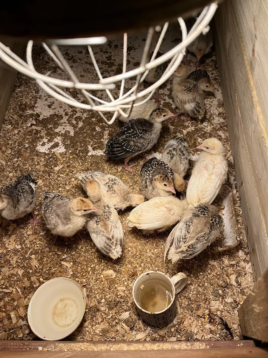 Month old heritage turkey chicks for sale in Co. Cavan for €12 on DoneDeal