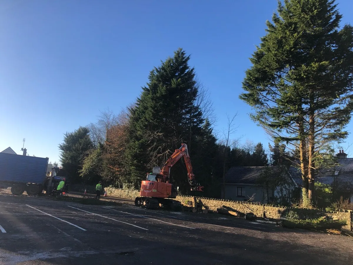 **Tree felling Dangerous tree removal** - Image 3