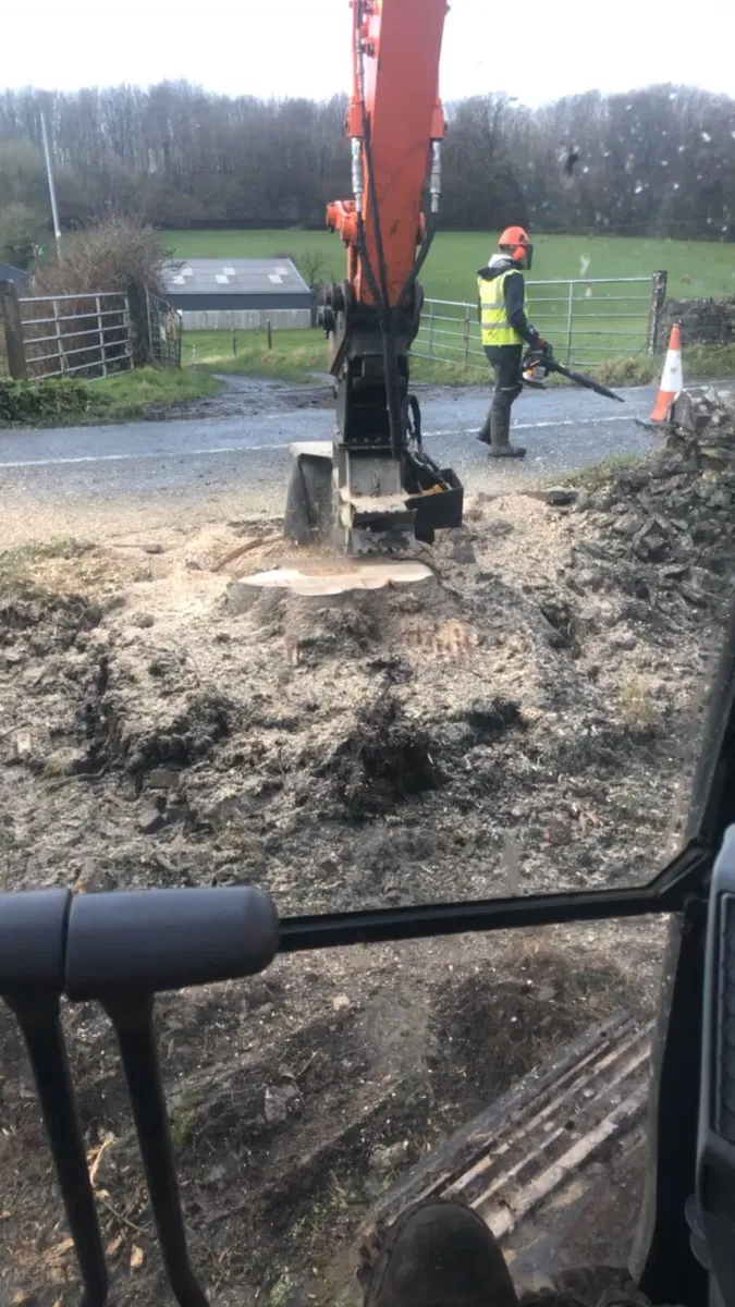 **Tree felling Dangerous tree removal** - Image 4