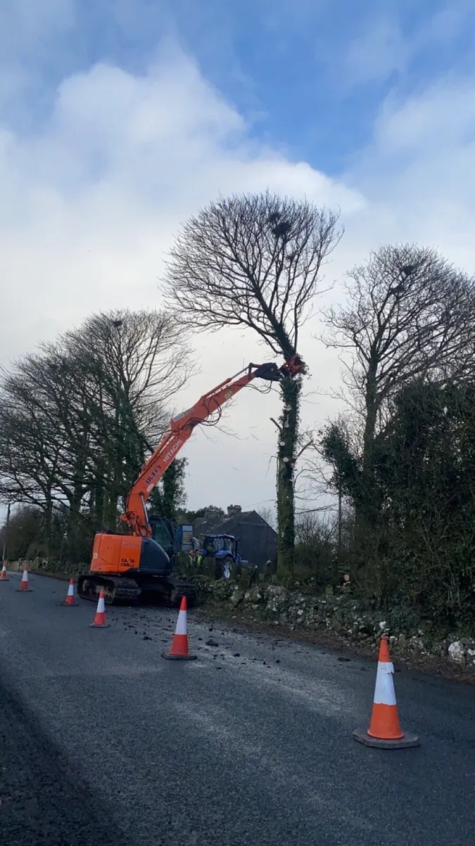 **Dangerous trees** - Image 1