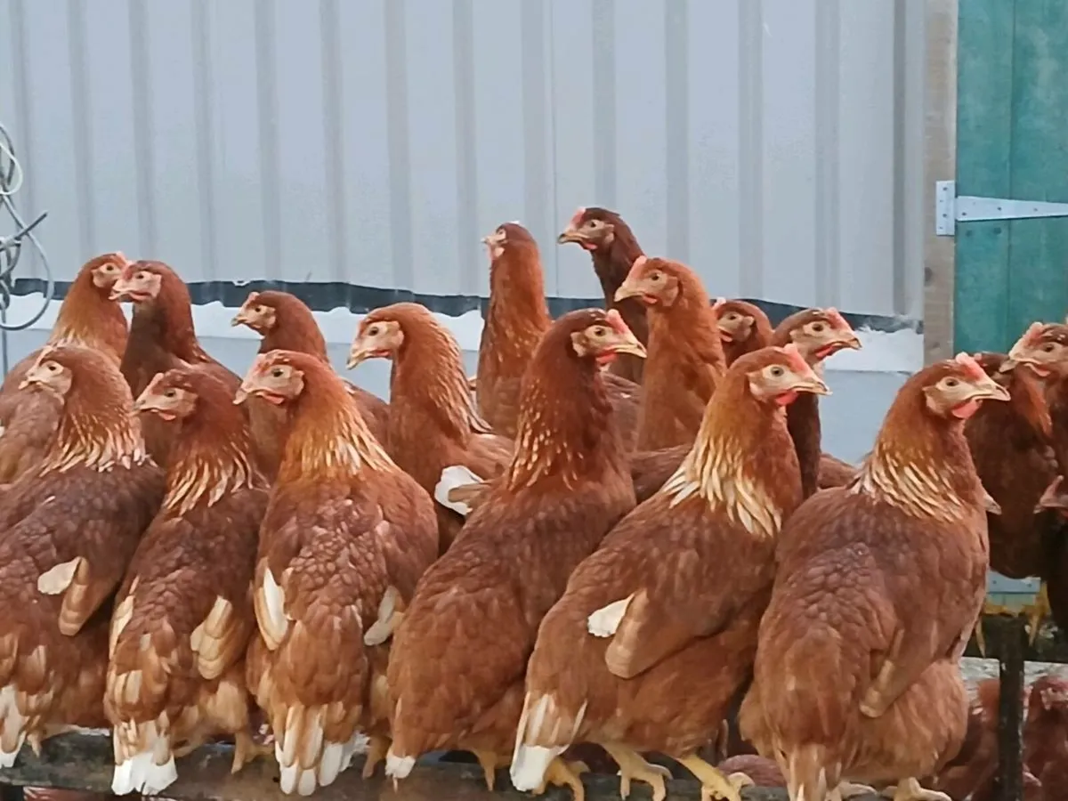 Poultry - Image 3