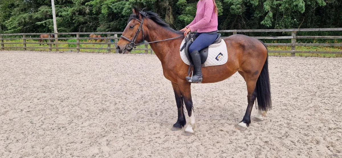 14-hh-pony-for-sale-in-co-carlow-for-3-800-on-donedeal