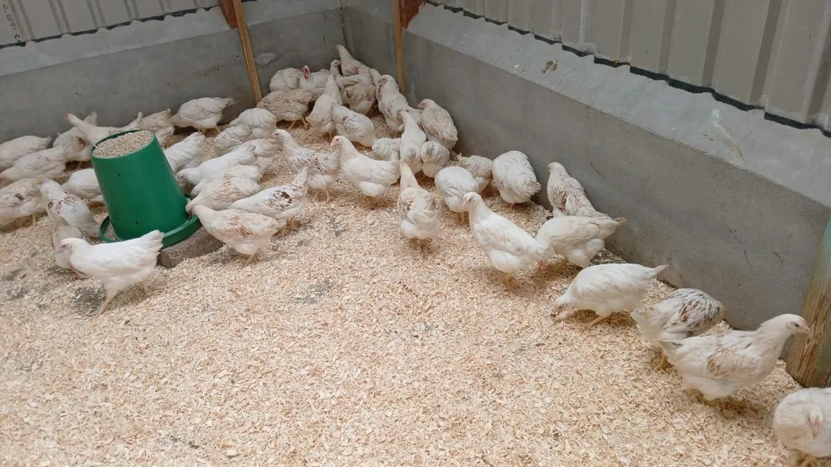 Cluck cluck - Image 1