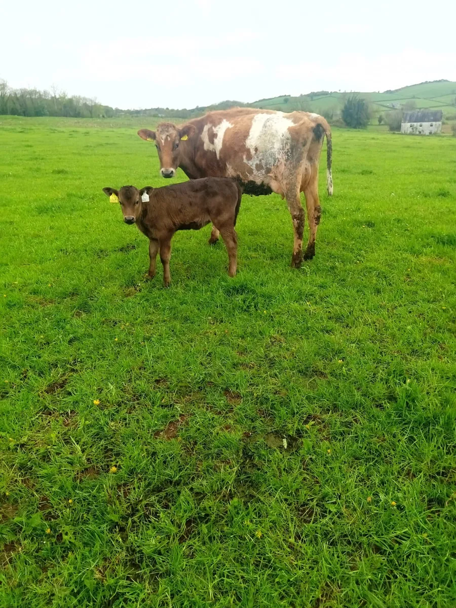 Cull & problematic cattle WANTED