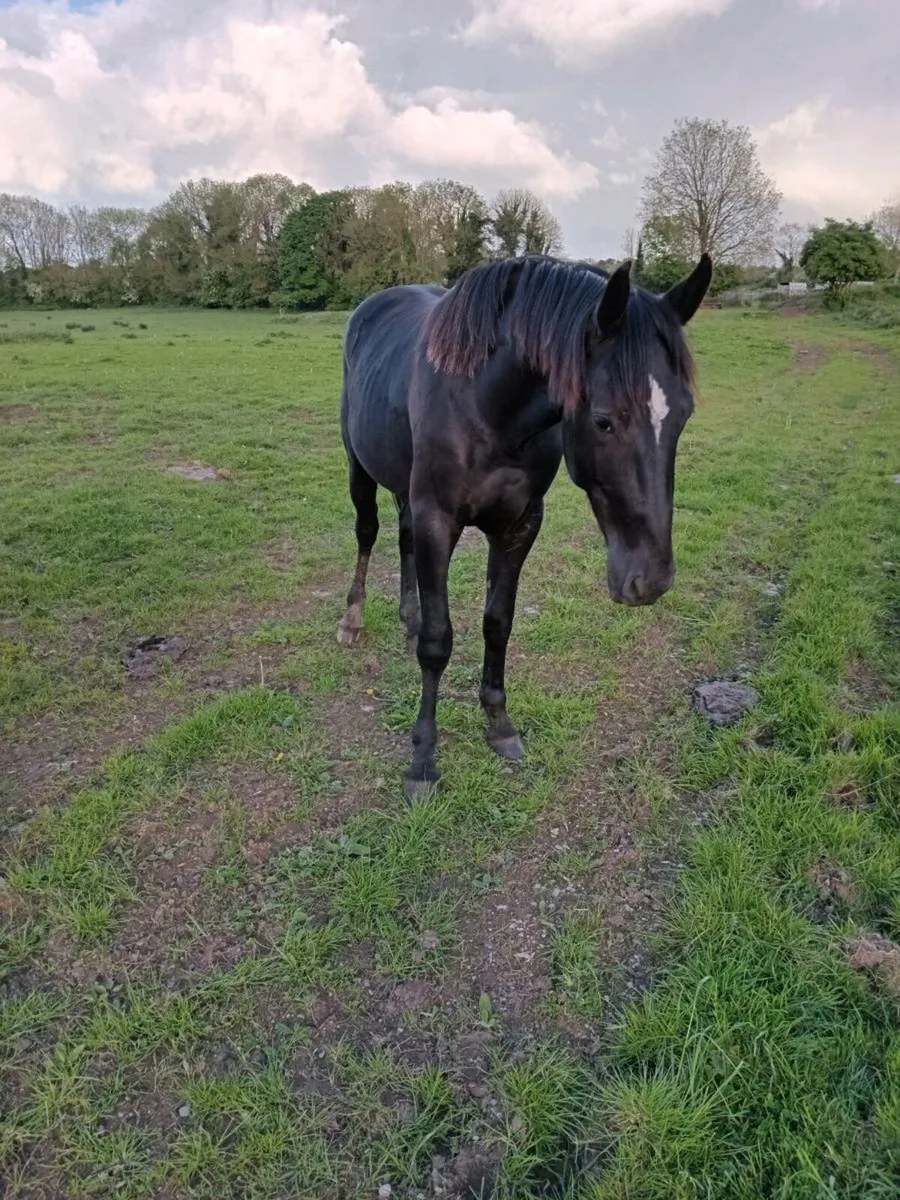 Horses for sale in Co. Limerick for €25 on DoneDeal