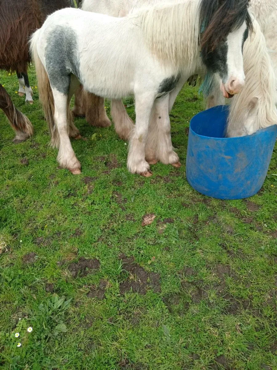 Horses for sale in Co. Limerick for €25 on DoneDeal